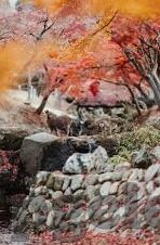 足球比分直播直播-足球比分直播，实时追踪绿茵场上的激情与悬念